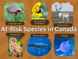 CAW At-Risk Species in Canada