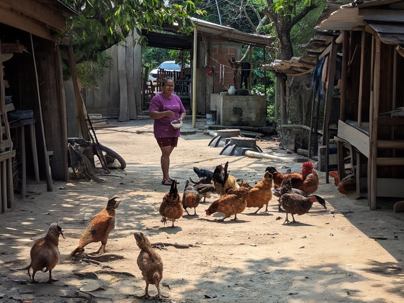 OFP member feeding her battalion of chickens near Yondó, Guajira, Colombia